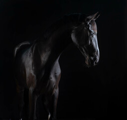 Fototapeta na wymiar Gorgeous fine art photos of black beautiful horse on black background.