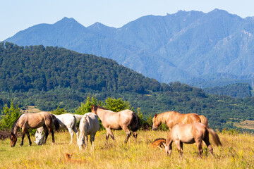 Obraz premium Horses in a pasture in Boisoara, Romania
