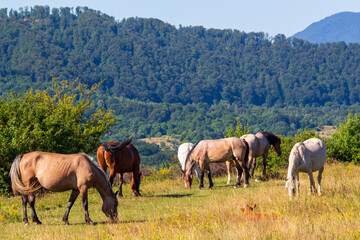 Landscape in Boisoara, Romania