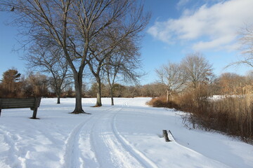 Winter  in the park