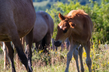 in the pasture in Boisoara, Romania