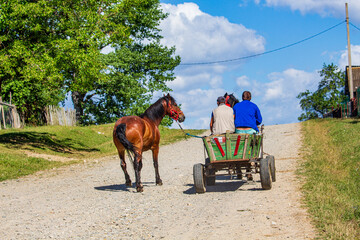 Horses in a pasture in Boisoara, Romania
