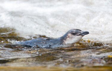 Fototapeta premium Little Blue Penguin, Eudyptula minor chathamensis