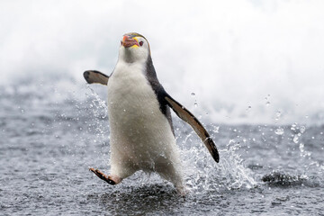 Royal Penguin, Eudyptes schlegeli © Marc