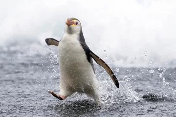 Fotobehang Royal Penguin, Eudyptes schlegeli © Marc