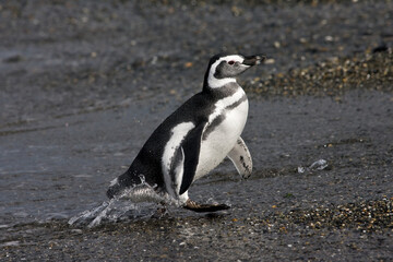 Naklejka premium Magellanic Penguin, Spheniscus magellanicus