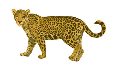 Obraz premium vector isolated leopard or jaguar illustration. jaguar pictures, predator, wild animal, art.illustration 