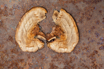 Forest mushrooms polypores - medicine plant