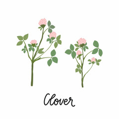 Clover branches with flowers and leaves hand drawn flat illustrations. With the inscription - Clover. Vector isolated on white background.