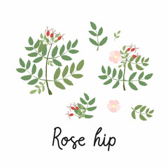 Rose hip branches with leaves, flower and berries flat illustrations. With the inscription. Vector isolated on white.