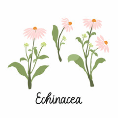 Echinacea flowers flat illustrations. With the inscription - Echinacea. Vector isolated on white. - obrazy, fototapety, plakaty