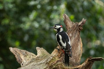 Adult male of Great spotted woodpecker bird Dendrocopos major