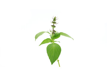 green basil with purple flowers isolated on white background spices food and herbs