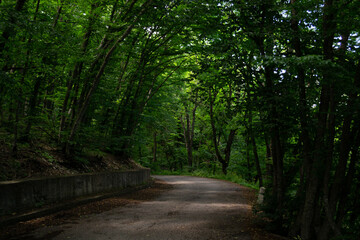 Obraz premium The road to the mysterious dense green forest. Light at the end of the road