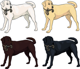 Black, brown, chocolate, cream, white labrador dog, vector, hunter, golden retriever, waiting for a walk with a leash in his teeth, standing at the door, drawing, illustration, tosa, adoption,
