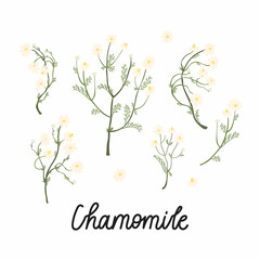 Chamomile branches with flowers flat illustrations. With the inscription - Chamomile. Vector isolated on white.