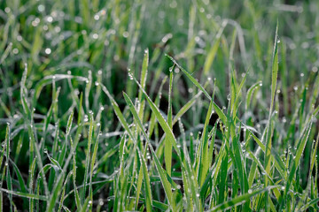 Closeup or macro of dew or water drops in grass