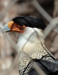 Caracara bird