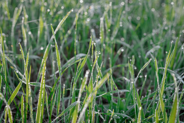 Closeup or macro of dew or water drops in grass