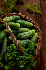Wicker basket with fresh green cucumbers and curly parsley on a wooden background. Fresh cucumbers for pickling. Top view.