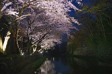 近江八幡 八幡堀の夜桜