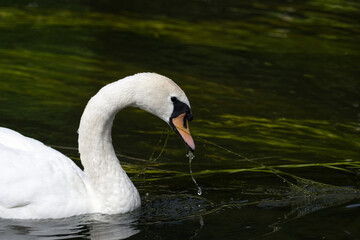 Mute Swan Eating on the River