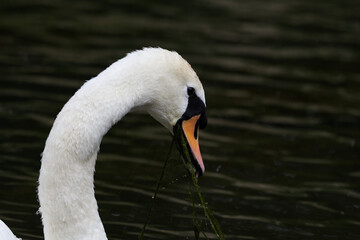 Mute Swan Eating Close Up