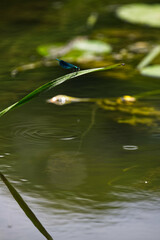 Dragonfly on Grass in the river