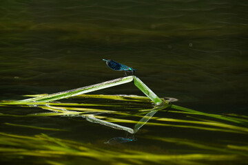 Dragonfly on Weed in the river Right