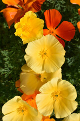 Delicate yellow flowers of the Ashsholtsia of the Poppy family Papaveraceae close-up in the garden