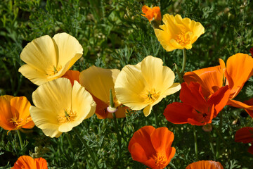 Fototapeta premium Delicate yellow flowers of the Ashsholtsia of the Poppy family Papaveraceae close-up in the garden