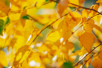 Autumn time - soft focus effect