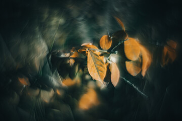 Flowers- soft focus effect. Depth of field