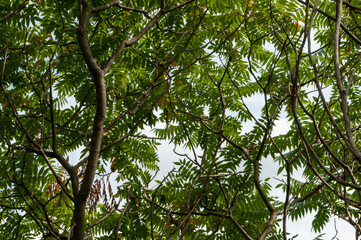Green Sumac In July