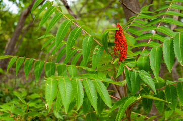 Red Sumac Fruit
