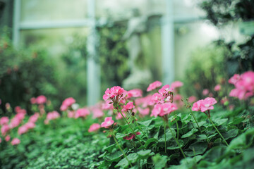 Selective focus on bouquet of pink blossom flowers in the farm with defocued foreground and background of blossom flowers