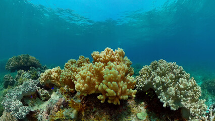 Naklejka na ściany i meble Coral reef and tropical fishes. The underwater world of the Philippines. Philippines.