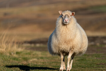 Icelandic sheep walking towards the camera, blurred background