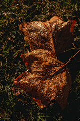Hoja caída marrón cubierta de rocío matutino