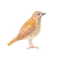 side view of standing pretty bird. watercolor painting