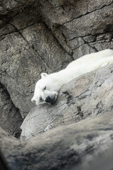 napping polar bear on rocks 2