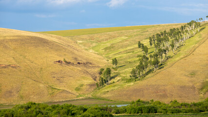 Green meadows with birches on a hillside against a blue sky. Calming summer landscape