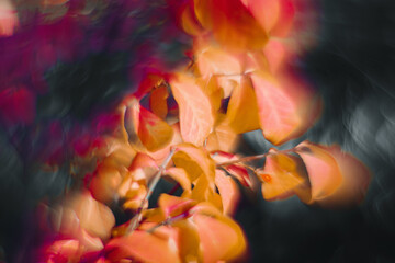 Naklejka na ściany i meble Flowers- soft focus effect. Depth of field