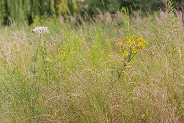 Wild flowers in the meadow in the summer