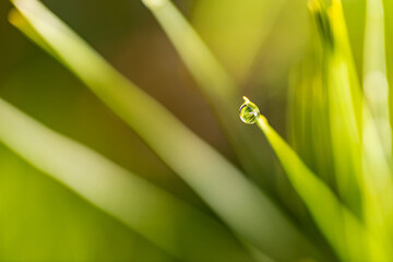 Dew drop on a blade of grass
