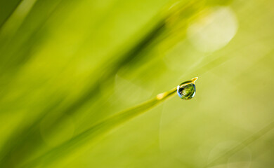 dew drop on a pine needle 1