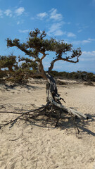 beautiful landscape with tree and blue sky