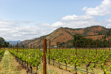 Fototapeta na wymiar west coast vineyard in the summer 3