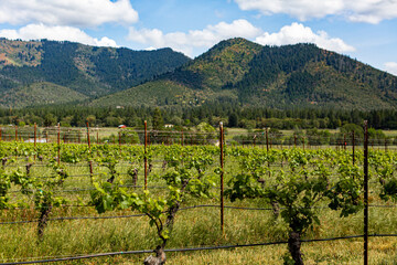 west coast vineyard in the summer 2