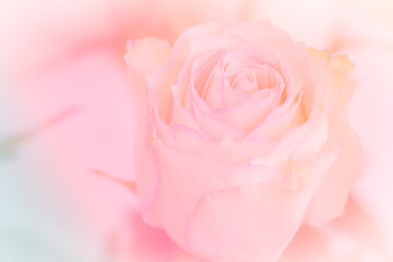 Obraz na płótnie Canvas Close up of pink rose on light pink background. soft filter.spring, glitter, blossom, sweet, day, beauty, background, pastel, textures, summer, celebration, love, gardening, style, design, 